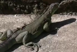 蜥蜴视频,跟随视频探索爬行动物的奇妙世界