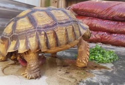 小乌龟视频,小乌龟的奇妙冒险之旅